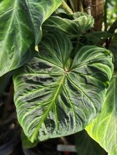 80001408 Phildendron Verrucosum Indoorplants Seeds 10 Samen Zimmerpflanzen Zaden