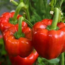 25 SWEET YOLO WONDER L PEPPER SEEDS ~ 2026 ~ heirloomseedguy ~ USA