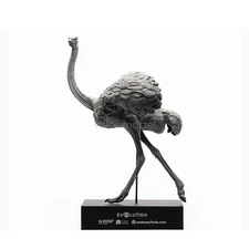 EVOLABORATORY Ostrich Muscle Anatomy Struthio Camelus Realistic Decor Model