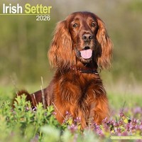 Irish Setter Calendar 2026 Square Dog Breed Wall Calendar - 16 Month - - G3Z