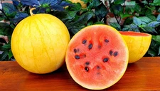 Golden Midget Watermelon Seeds (20) / JUICY / FRUIT / SUPER RARE / FL GROWN