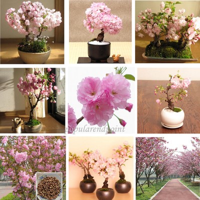 100 Japanese Cherry Blossom Tree Seed Bonsai Blossoms Sakura Flower Seeds Comb 9780807083598 Ebay