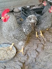 (scrivimi Prima) NON DISPONIBILI Amrock uova Fertili da incubazione 