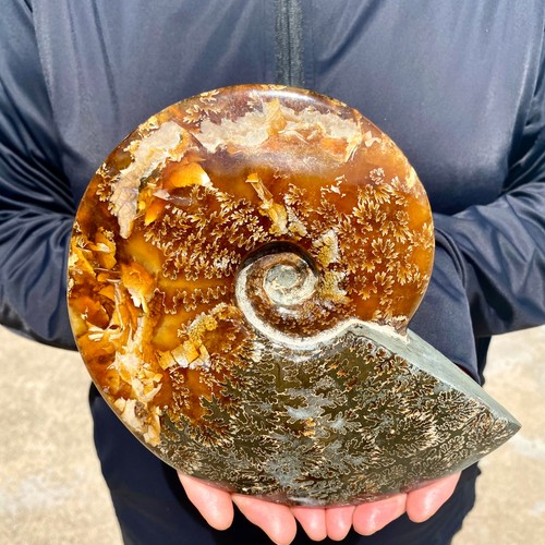 2.7LB Rare! Natural Tentacle Ammonite FossilSpeci healmen Shell ...