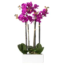 Vickerman 21" Artificial Purple Orchid in Ceramic Pot