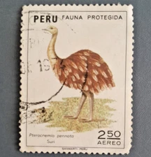 Peru Postage Stamp 1974 – Protected Fauna – SURI (Rhea pennata) – Used