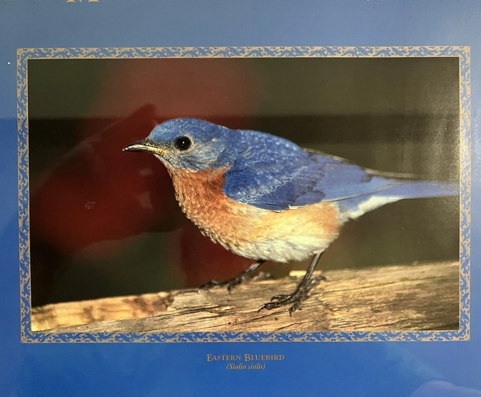 Foto enmarcada Eastern Bluebird (Sialia sialis) para ayudar a la vida silvestre de Minnesota” Foto 2 de 4