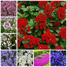 500Pcs Creeping Thyme Seeds  Ground Cover Perennial Non-GMO Heirloom