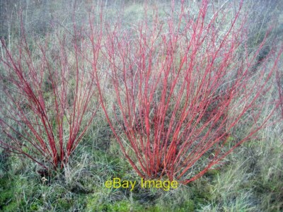 Photo 12x8 Tatarian dogwood (Cornus alba) (2) Close up of the dogwood. c2011