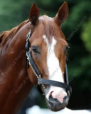 JUSTIFY CLOSEUP HEAD SHOT 2018 TRIPLE CROWN WINNER WINNER 8X10 PHOTO 