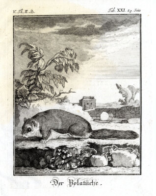 4 antike Drucke - Der Polatuche - Das fliegende Eichhörnchen und sein Skelett - Buffon - 1774