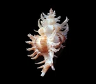 Tatskieshells- Chicoreus cnissodus - 82mm