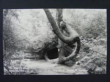 Redwood Highway CA Upside Down Tree Mystery Park Real Photo RPPC Postcard 1950s