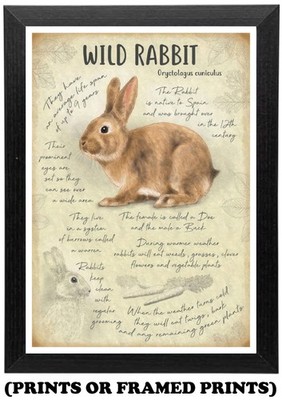 Wild Rabbit Britain's Nature Wildlife Bild A5 A4 A3 Druck/gerahmtes Poster #635