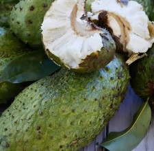 Cuban Fiberless Soursop Seedss - 100 pcs  Annona muricata  for Planting