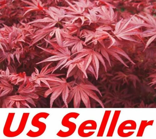 20 Seeds of Rare Japanese Crimson Red Maple Trees T2,  Beautiful Trees - Picture 1 of 9