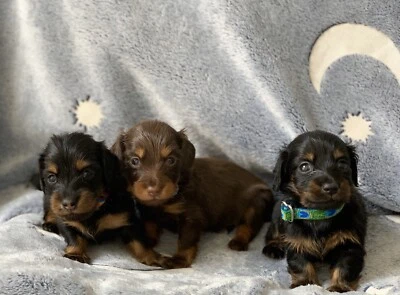 Long Hair Mini Dachshund Puppies Dogs Puppies Gumtree