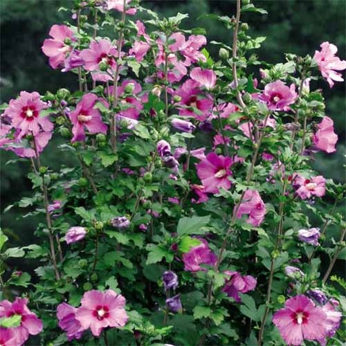 hibiscus syriacus violet satin | rose of sharon | 10_seeds