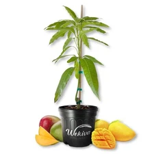 Mango Tree - Grafted - Live Plant in a 3 Gallon Growers Pot