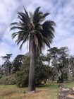 100 Chilean Wine Palm Seeds Jubaea Chilensis Rare Cold Hardy Exotic Tree Seed — photo 3