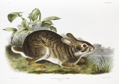 Klassische Kaninchen Natur Wandkunst Audubon Wilddruck Realismus Natur