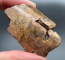 2 inch Tyrannosaurus rex tooth section - worn tooth - Hell Creek fm, SD