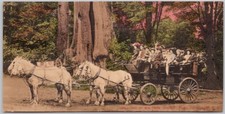 Vancouver BC Tally-Ho at Big Tree Stanley Park 3x6.2 inches Postcard L1