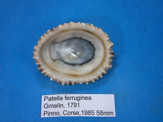 Patella ferruginea ancienne collection coquillage