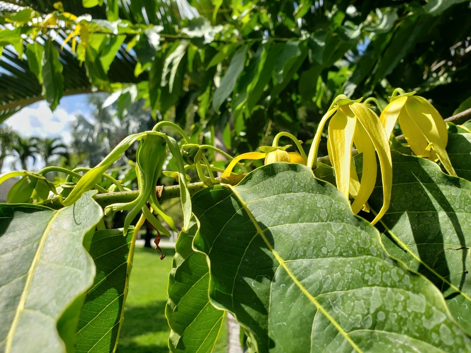 Ylang Ylang tree live, The Perfume Tree.  Rare and beautiful. - Image 4 of 4