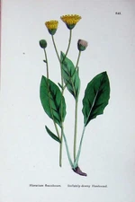 Old Antique Print Sowerby Plants C1902 Stellately-Downy Hawkweed Colour 20th