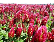 Clover CRIMSON RED Flowers legume | cover corps| Non-GMO 800+ Seeds!