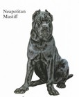 Neapolitan Mastiff - Custom Matted - 1988 Vintage Dog Art Print - Cozzaglio