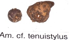 Amorphophalus cf. tenuistylus , Rare aroid
