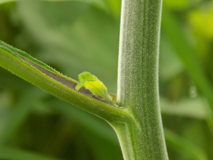 Nikon Coolpix L340 Digital Bridge Camera 20.2MP 28x Optical Zoom Tested