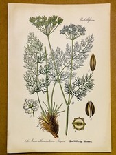 1886 ANTIQUE PICTURE LITHOGRAPH ART PRINT BOTANY FLOWER FLORA NATURE DECO POSTER