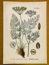 1886 ANTIQUE PICTURES LITHOGRAPH ART PRINT BOTANY FLOWER FLORA NATURE DECO PO...