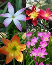 Pretty Imported Double Rain Lily Multicolour Flower Bulbs Pack Of 8 Bulbs