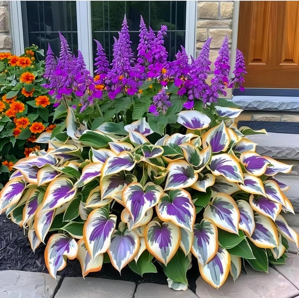 200pcs Mixed Hosta Seeds for Planting Colorful Hosta Plant Seeds Perennial - Image 3 of 4