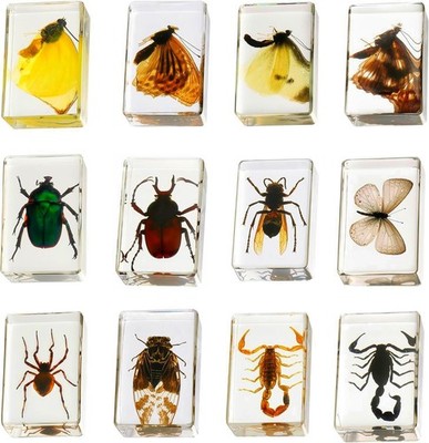 12 Pcs Insect in Resin Specimen Various Bugs Collection Paperweights Bug Kit