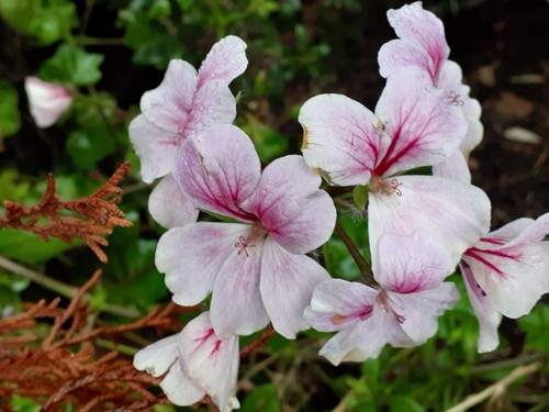 Pelargonium Cuttings x15, Ivy Leafed Climbing, Pink, White, Blush Pink - Picture 5 of 7