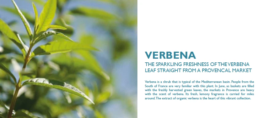 NEW SPA SIZE! L'Occitane Verbena/Verveine Shampoo - 13.5 Fl Oz/400 mL - Image 3 of 3