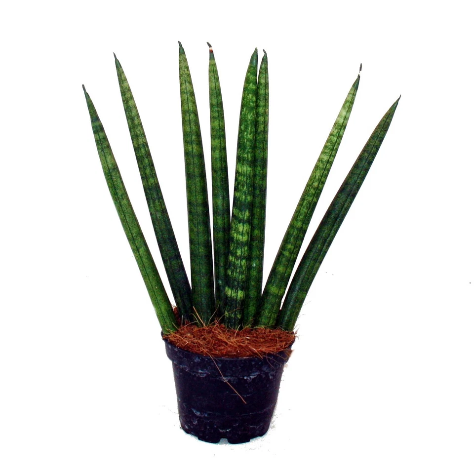 Exotenherz - Sansevieria cylindrica - Pfiffiges 3er Set im 9cm Topf - Bogenhanf - Bild 4 von 4