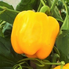 Golden Cal Wonder Bell Pepper Seeds - For 2026 Planting Yellow California Belle