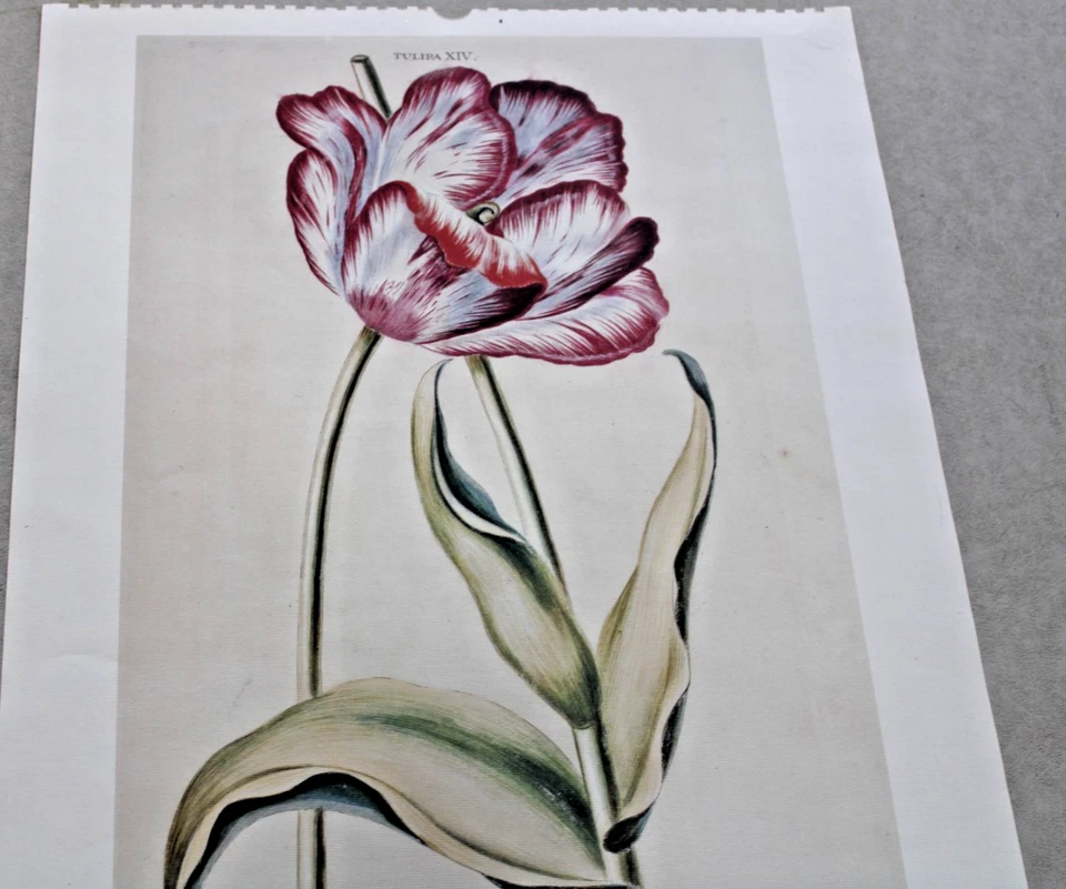 De Colección Fridericus Rex Tulipa Italia 1996 Calendario Botánica Arte Sin Marco 19x13 Lote/2 Foto 3 de 4