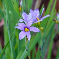 Blue-Eyed Grass Plug Plants Garden Purple Blue Flowers Hardy Perennial Pack of 3