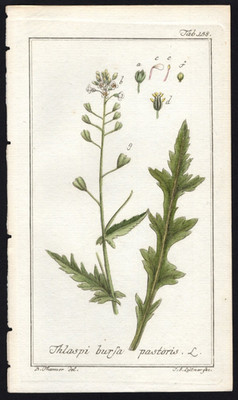 1800 Johannes Zorn Icones Plantarum Thlapsi Bursa Pastoris - Shepherd's Purse