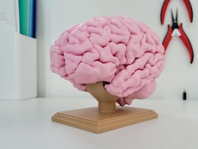 Full-Size Human Brain Magnetized 3D Printed Sculpture (Lobes Split Down Middle)