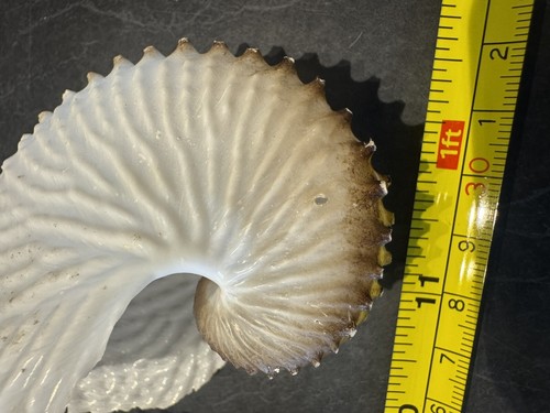 Paper Nautilus Shell Set Of 3 - Picture 4 of 4