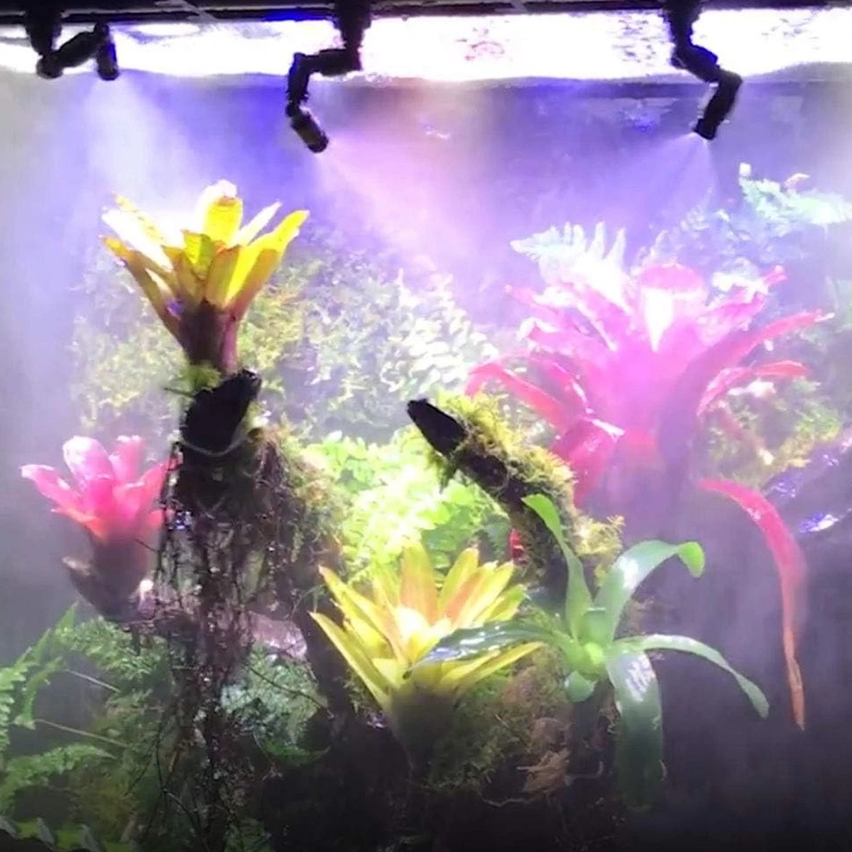 Terrarium mist cheap