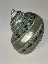 TURBO MARMORATUS BEAUTIFUL GREEN TORTOISE TURBAN & MOTHER OF PEARL 4” SHELL